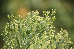 Baccharis halimifolia