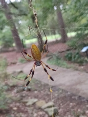Trichonephila clavipes