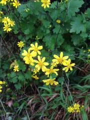 Cineraria erodioides