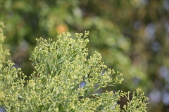 Baccharis halimifolia