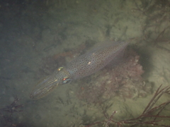 Alloteuthis subulata