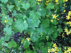 Cineraria erodioides