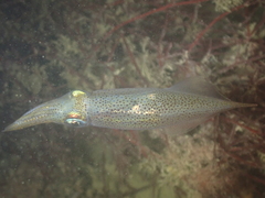 Alloteuthis subulata