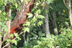 Acer rubrum