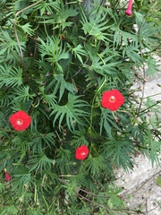 Ipomoea × multifida