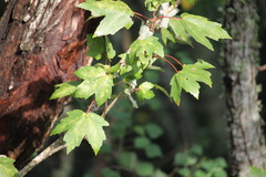 Acer rubrum