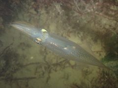 Alloteuthis subulata