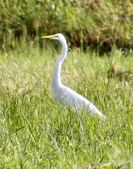 Ardea alba