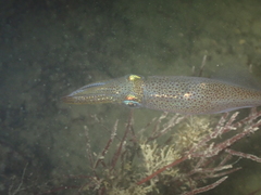 Alloteuthis subulata