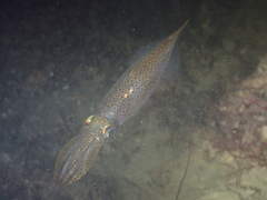 Alloteuthis subulata