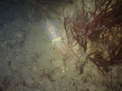 Alloteuthis subulata