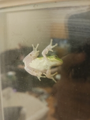 Hyla cinerea
