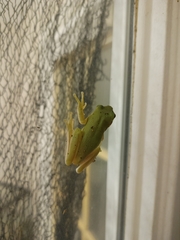 Hyla cinerea