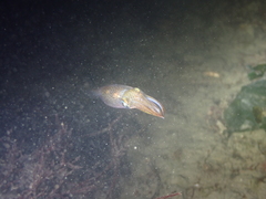Alloteuthis subulata