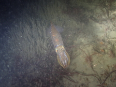 Alloteuthis subulata