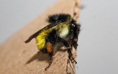 Bombus weisi