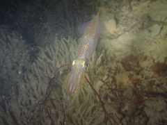 Alloteuthis subulata
