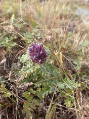 Dracocephalum pinnatum