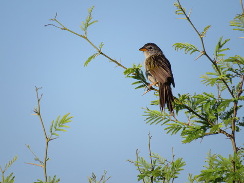 Lesser Grass Finch (Emberizoides ypiranganus), photo 4