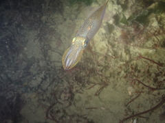 Alloteuthis subulata