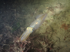Alloteuthis subulata