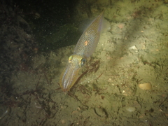 Alloteuthis subulata