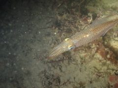 Alloteuthis subulata