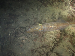 Alloteuthis subulata