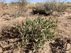 Acleisanthes lanceolata