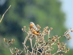 Sporophila hypoxantha
