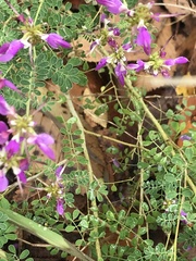 Bombus impatiens