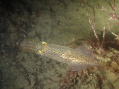 Alloteuthis subulata