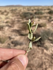 Acleisanthes lanceolata