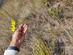 Aldama tenuifolia