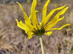 Aldama tenuifolia
