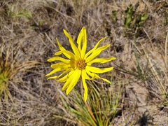 Aldama tenuifolia