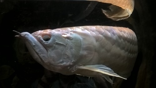 Arwana Silver