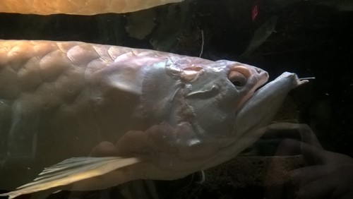 Arwana Silver