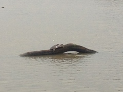 Apalone spinifera emoryi