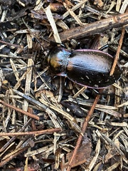 Carabus nemoralis