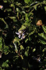 Solanum guineense