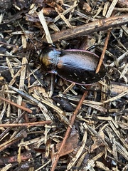 Carabus nemoralis