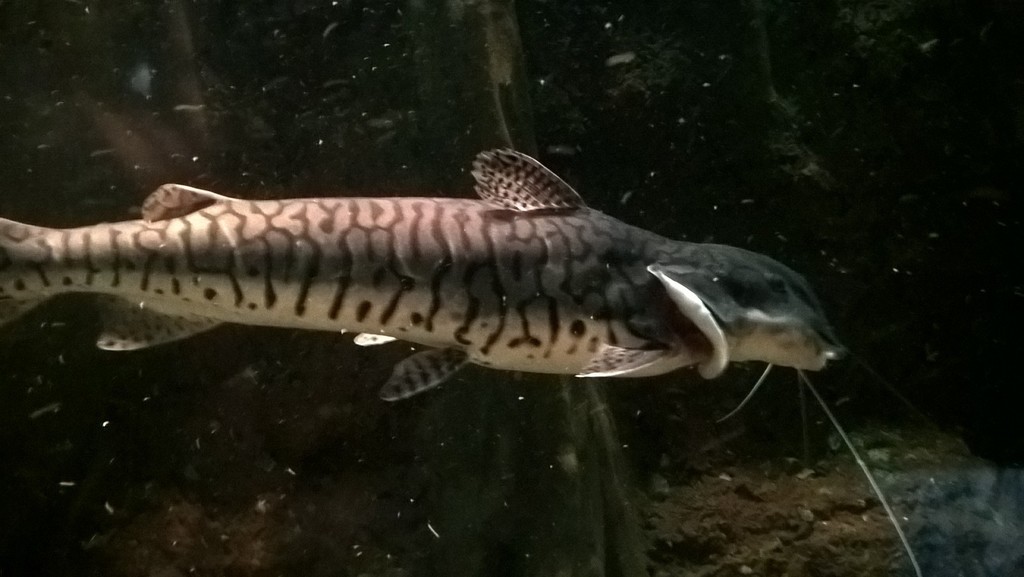 Barred Sorubim