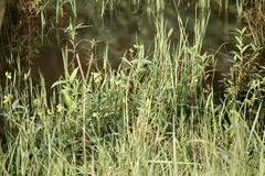 Vigna luteola