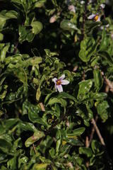 Solanum guineense