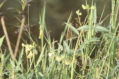 Vigna luteola