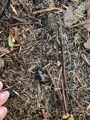 Carabus nemoralis