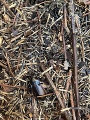 Carabus nemoralis