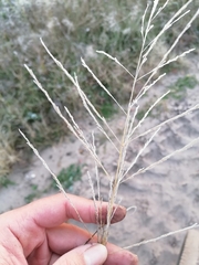 Eragrostis albensis