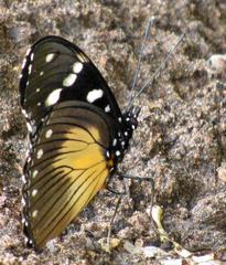 Hypolimnas anthedon wahlbergi